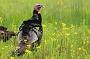 Wild Turkey(s) in the Great Swamp National Wildlife Refuge, New Jersey. The NJ Division of Wildlife's Turkey Restoration Project represents one of the greatest wildlife management success stories in the history of the state. By the mid-1800s, turkeys had disappeared in New Jersey due to habitat changes and killing for food. Wild turkeys were reintroduced in 1977 with the release of 22 birds. The current population is estimated at 20,000 - 23,000.