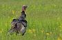 . The NJ Division of Wildlife's Turkey Restoration Project represents one of the greatest wildlife management success stories in the history of the state. By the mid-1800s, turkeys had disappeared in New Jersey due to habitat changes and killing for food. Wild turkeys were reintroduced in 1977 with the release of 22 birds. The current population is estimated at 20,000 - 23,000.