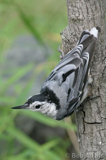 nuthatch_IMG_3079a.JPG   -   Nuthatch