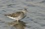 Yellowlegs, William B. Forsythe (