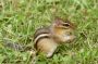 Eastern Chipmunk