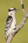 Juvenile Downy Woodpecker