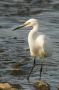 Snowy Egret, William B. Forsythe (