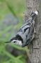 Nuthatch