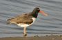 Oystercatcher, William B. Forsythe (