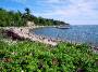 Beach and roses, Acadia National Park, Maine