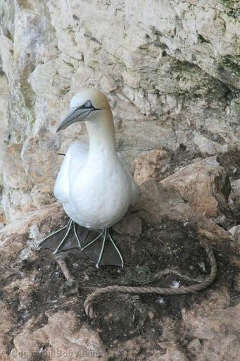 Gannet