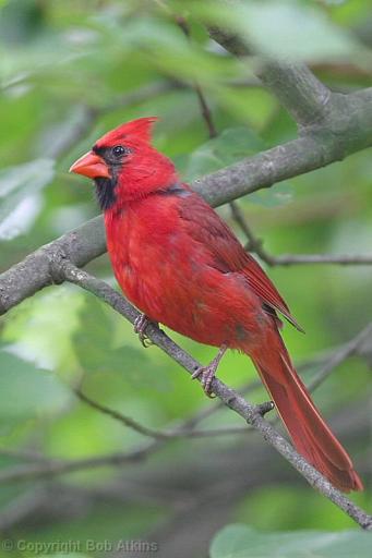 Male Cardinal