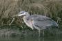 Great Blue Heron, Brigantine NWR, NJ