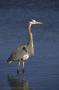 Great Blue Heron, Brigantine NWR, New Jersey