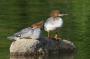 Pair of Mergansers on Jordan Pond, Acadia National Park, Maine