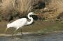 Egret, Brigantine NWR, New Jersey