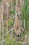 Bittern, Great Swamp NWR, New Jersey