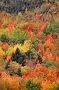 View from South Bubble in the Fall, Acadia National Park