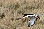 Oystercatcher in flight, Lancashire, England