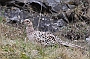 Partridge, Lancashire England