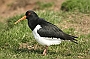 Oystercatcher