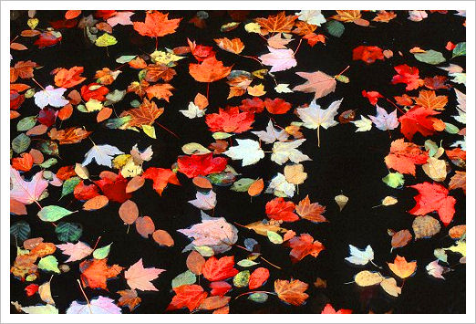 Fall Foliage, Fallen Leaves. Canon EOS 20D, EF70-300IS lens with circular polarizer