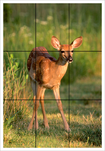 Tips for better photography